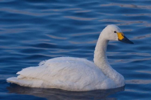 Mali labud (tundre swanan) Mali labud (tundre swanan)